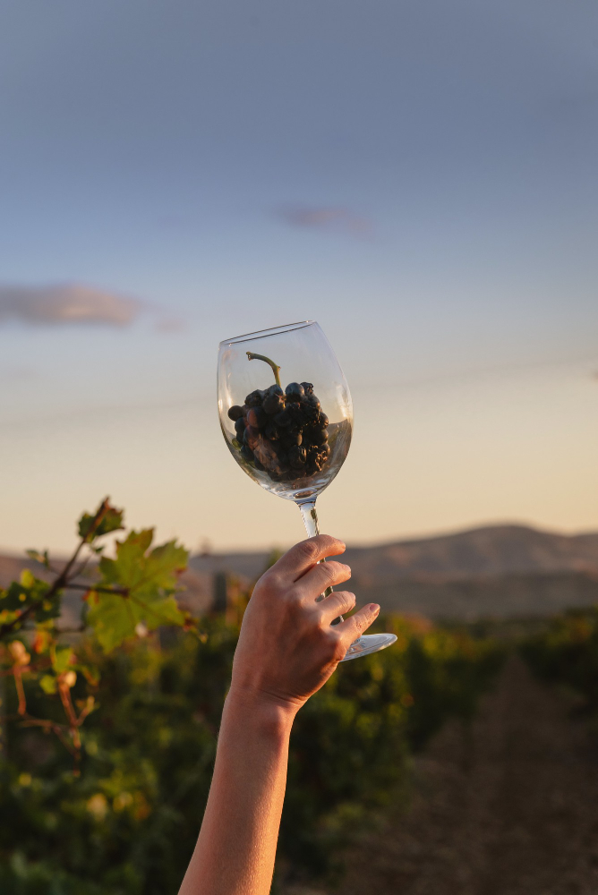 droit-du-vin-1